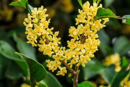 Osmanthus Flower Meaning And Symbolism Petal Republic