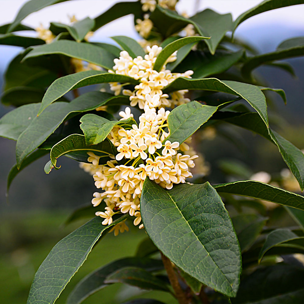 Osmanthus Tree Ubicaciondepersonas Cdmx Gob Mx