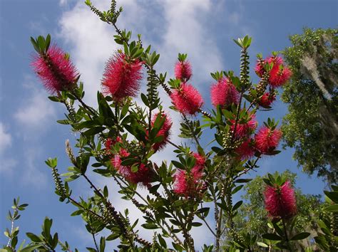 Outdoorscribe Bottle Brush Tree A Little Late Blooming This Year But