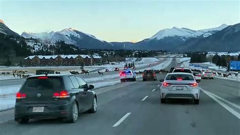 Over 80 Elk Crossing Canmore Highway With Police Escort Video Dailymotion