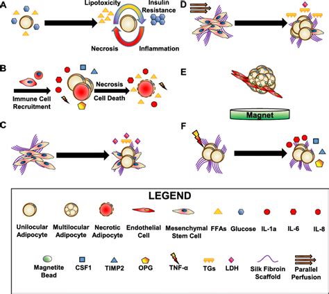 Overview Of The Effects Of Obesity On Adipocytes And 3D Download