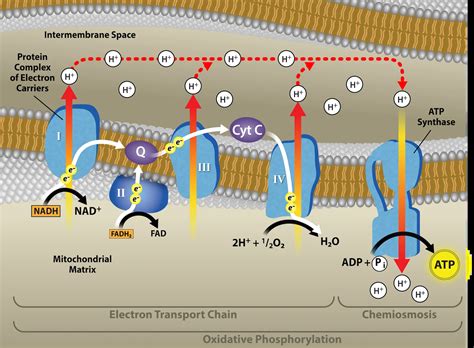 Oxidative Phosphorylation Openstax Biology 2E