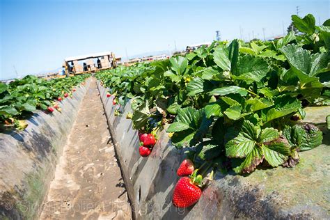 Oxnard California Strawberries Farm Tour Learning More About Our