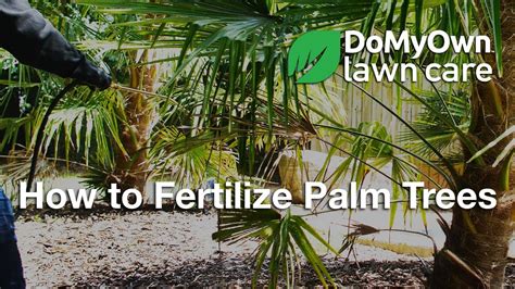 Palm Tree Fertilizing