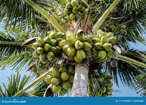 Palm Trees Coconuts Florida