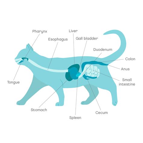 Pancreatitis Symptoms: Feline Care Guide