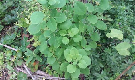 Papalo Herb Grow A Fantastic Cilantro Substitute Epic Gardening