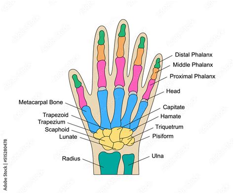 Partes De La Mano: Guía Detallada