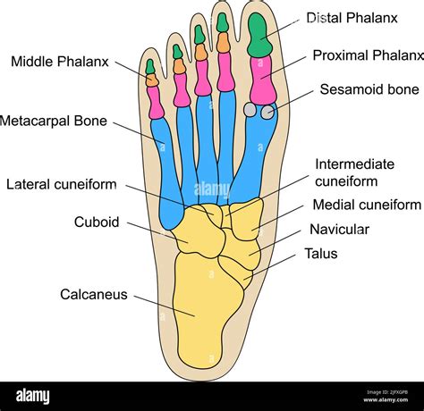 Partes Del Pie: Conoce Su Anatomía