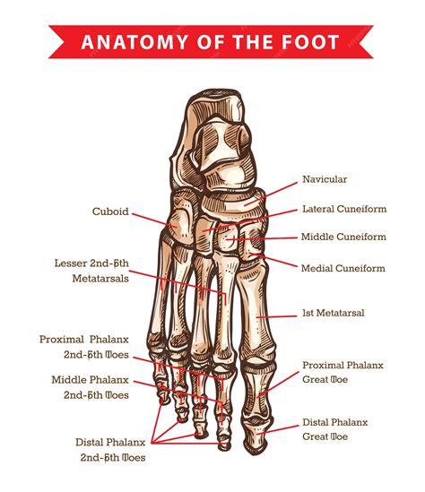 Partes Y Huesos Del Pie Humano Anatomia Y Funciones Images