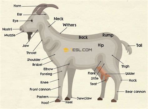 Parts Of A Goat