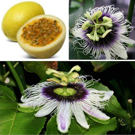 Passiflora Edulis Purple Granadilla