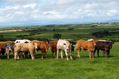 Pasture And Grazing Arrangements For Beef Cattle