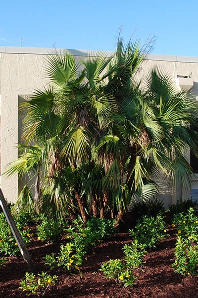 Paurotis Palm: Low Maintenance Landscaping