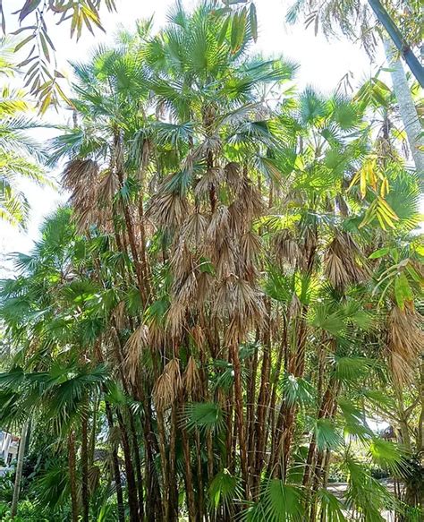 Paurotis Palm Tree: Drought Tolerant Solution