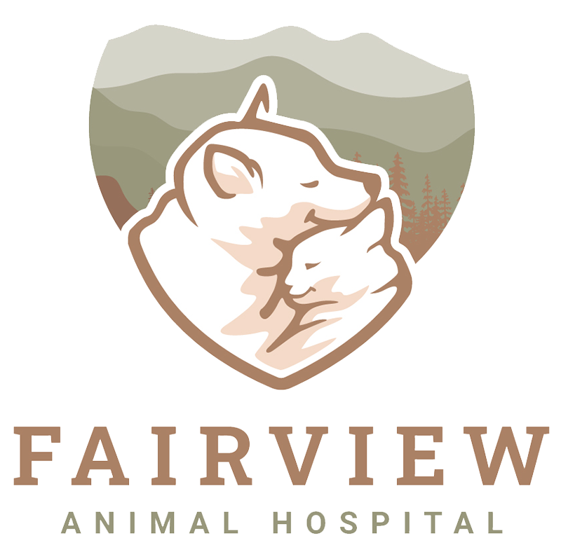 Payment Options For Veterinary Care Fairview Animal Hospital