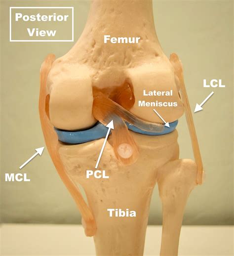 Pcl Posterior Cruciate Ligament Injury