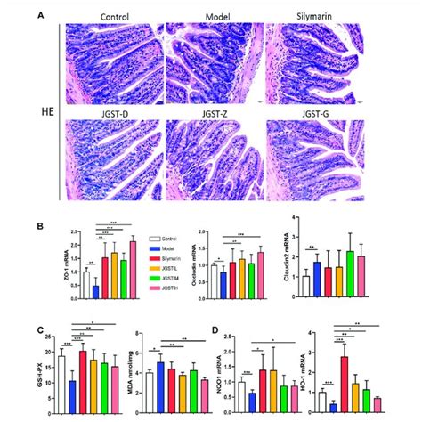 Pcr Primers Sequences For Rt Qpcr Mouse Download Scientific Diagram