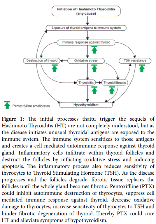 Pdf Pentoxifylline Explores New Horizons In Treatment Of Hashimoto
