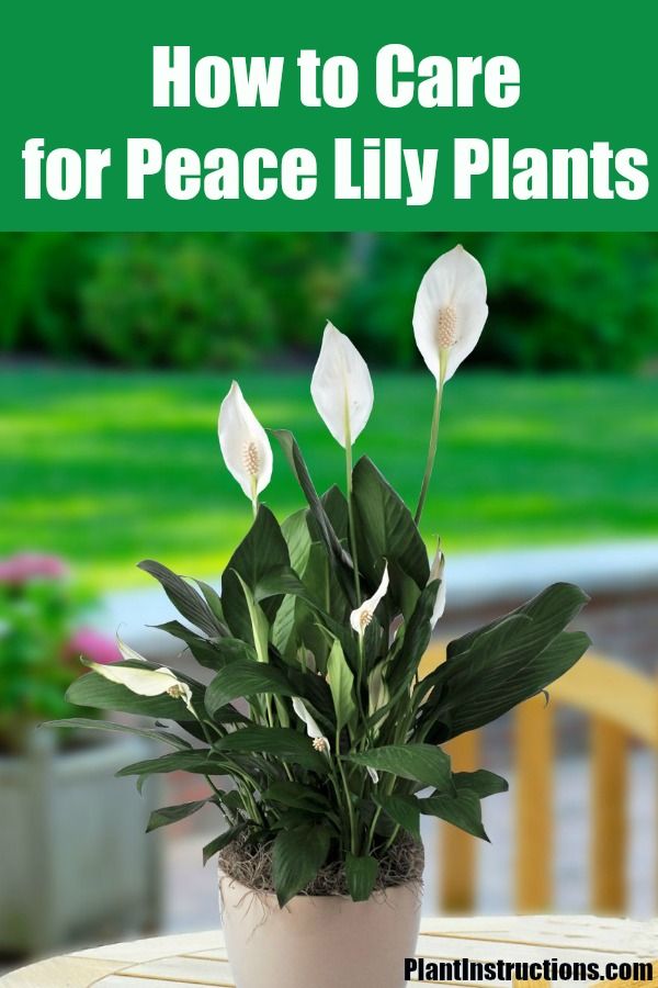 Peace Lily Plant Care How To Care For Your Peace Lilies Peace Lily