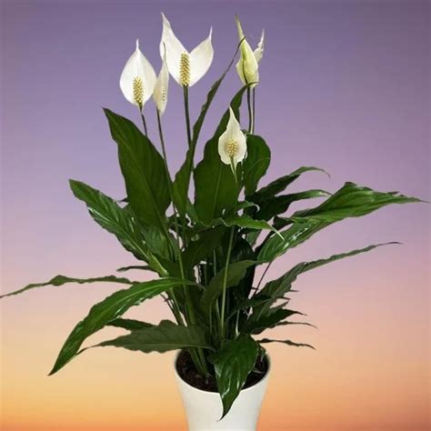 Peace Lily Spathiphyllum Wallisii Indoor Care Propagation Problems