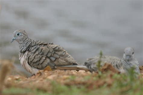 Peaceful Dove Birds In Backyards