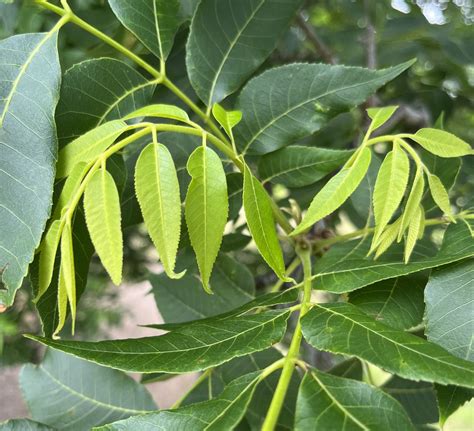 Pecan Tree Leaves