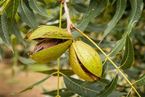 Pecan Tree