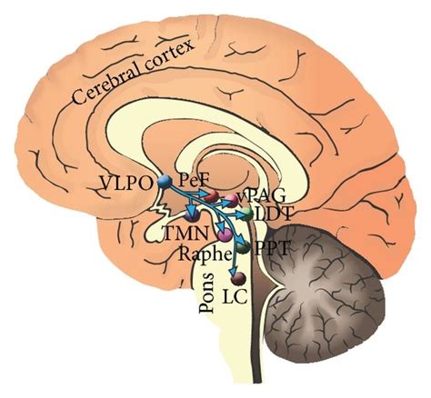 Pedunculopontine Ppt Arousal