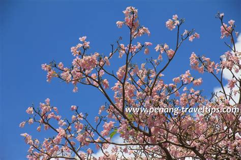 Penang In Full Bloom With Tabebuia