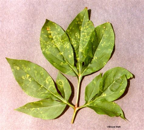 Peony Ringspot Virus Cooperative Extension Insect Pests Ticks And