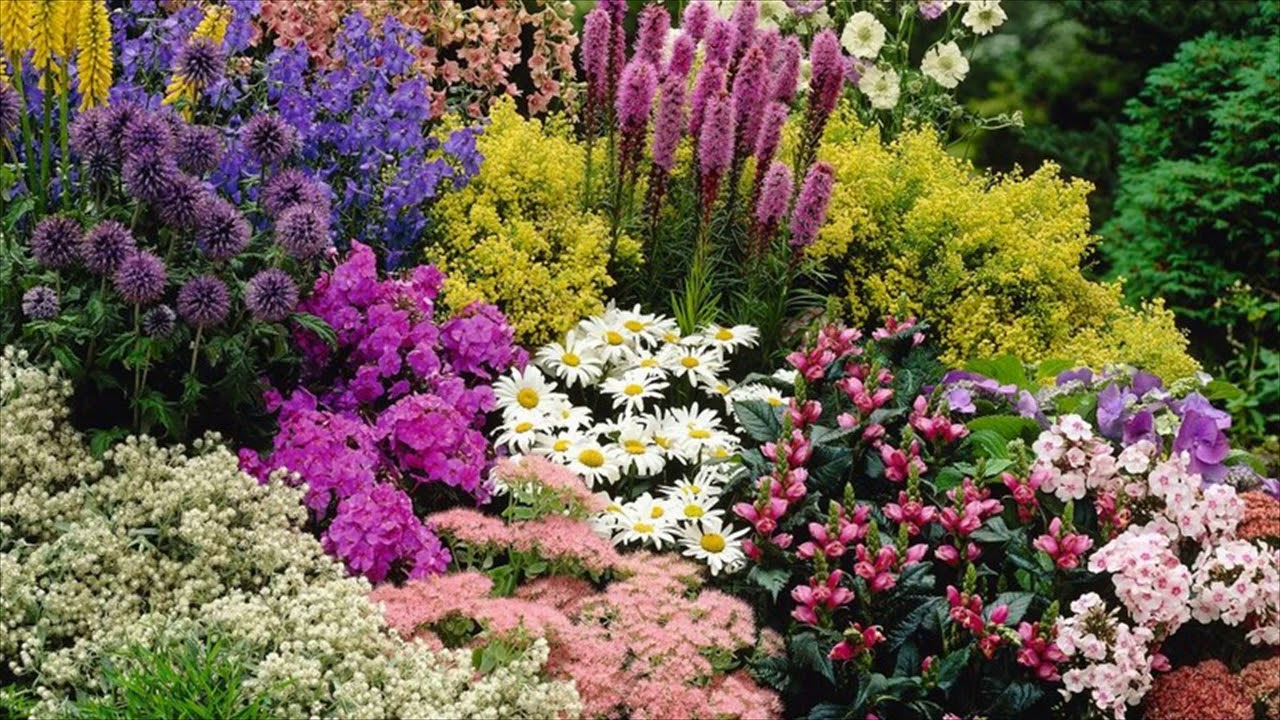 Perennial Garden Design Tips For Growing Perennial Flower Gardens