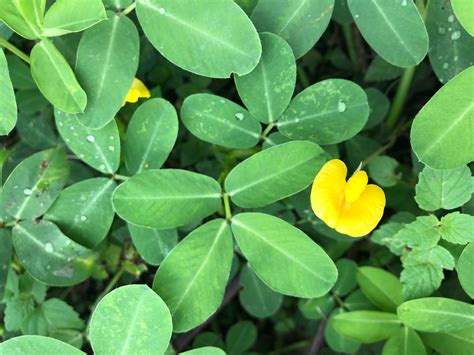 Perennial Peanut Arachis Pintoi Gaiaverso