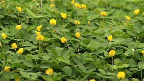 Perennial Peanut Ground Cover