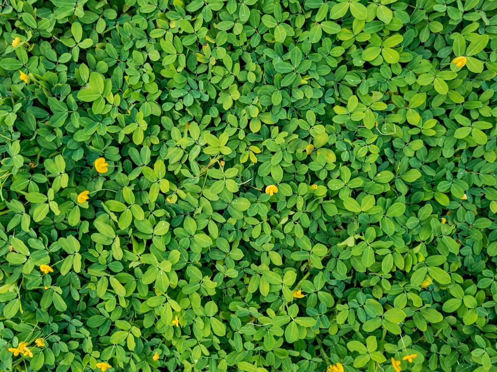 Perennial Peanut Lawn