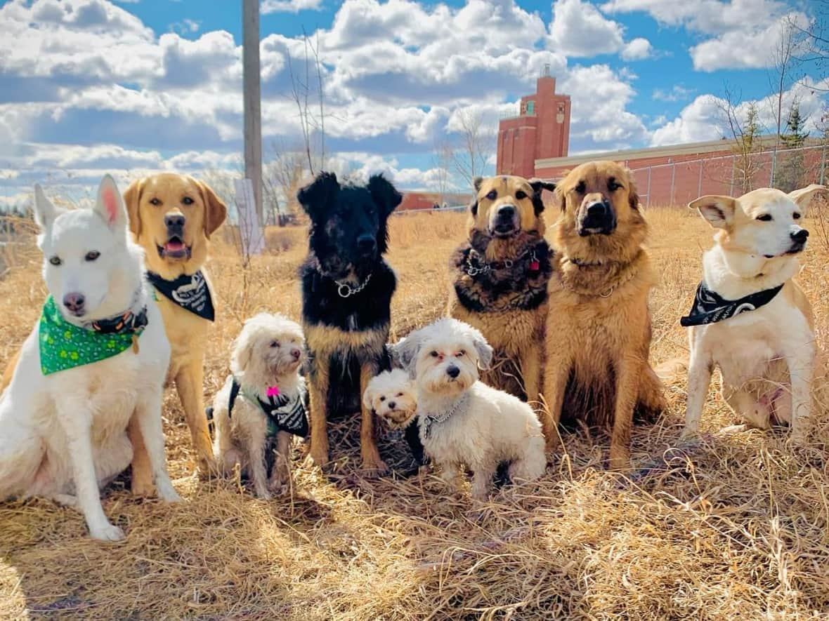 Permit Now Required For Calgarians Walking More Than 6 Dogs Off Leash