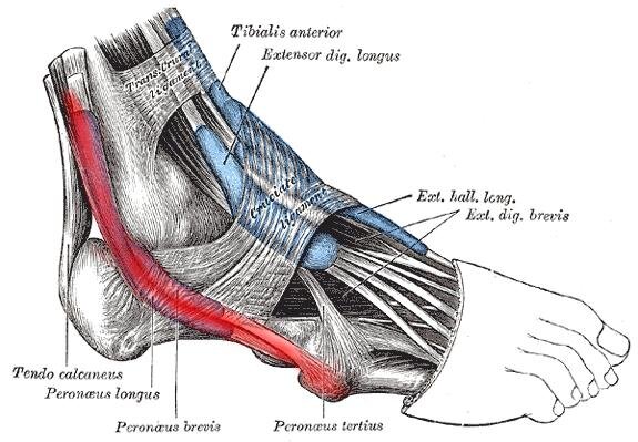 Peroneal Tendonitis Exercises: Relieve Pain Fast