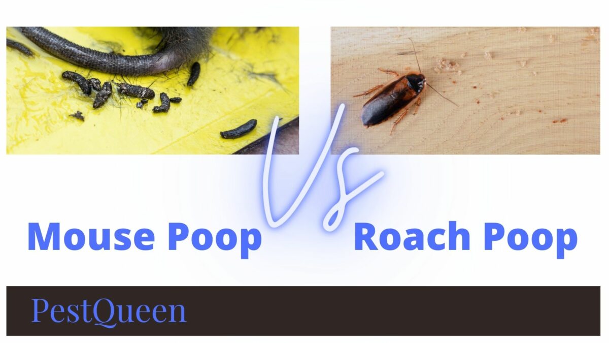 Pest Droppings Poop Identification How To Tell The Difference Between