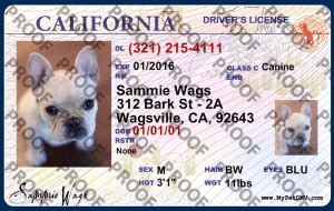 Pet Licenses For State California Mypetdmv Com