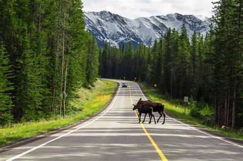 Peter Lougheed Provincial Park Canmore Alberta And Kananaskis Travel