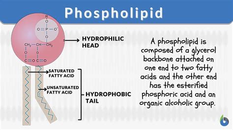 Phospholipid Definition And Examples Biology Online Dictionary