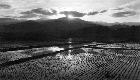 Photo Of The Moment Endless Rice Paddies Of Korea 1945 Vagabondish