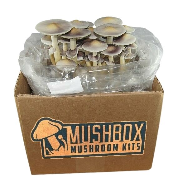 Photos Of The Magic Mushrooms Grow Kits Magic Mushrooms Shop Com