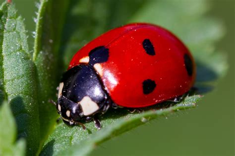 Pic Of Ladybird