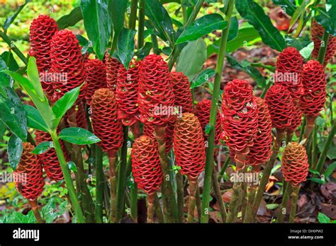 Pine Cone Ginger