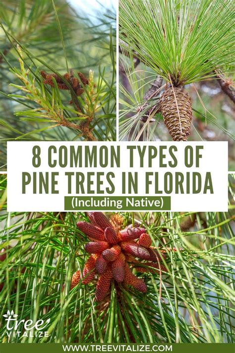 Pine Trees Florida: Identification Guide