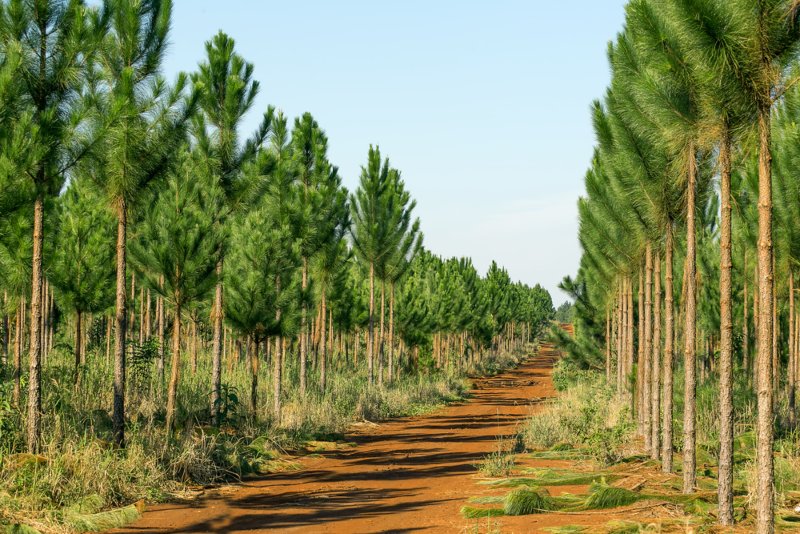 Pine Trees Florida