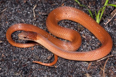 Pine Woods Snake: Identify And Handle Safely