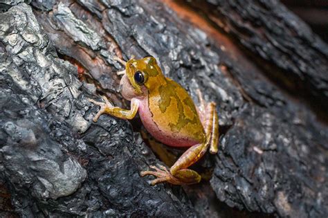 Pine Woods Tree Frog