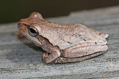 Pine Woods Treefrog Quest For The Longleaf Pine Ecosystem